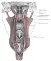 Disección de los músculos del paladar desde atrás.