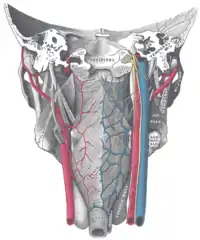 Músculos de la faringe, Norma Dorsal (vistos desde detrás), junto con los vasos y nervios asociados.