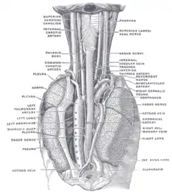 Posición y relación del esófago en la región cervical y en el mediastino posterior. Visto desde detrás.