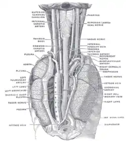 La posición y relación del esófago en la región cervical y en el mediastino posterior. Visto desde atrás.