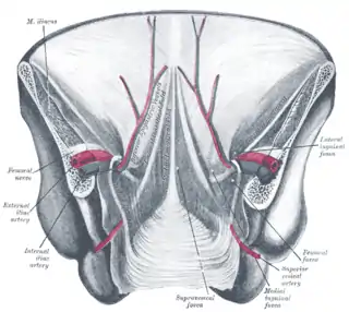 Vista posterior de la mitad inferior de la pared abdominal anterior. El peritoneo esta en su lugar y varios cordones se resaltan.