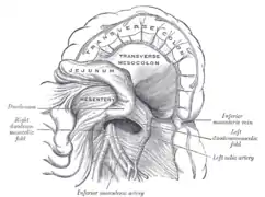 Fosa yeyunoduodenal.