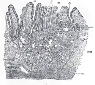 Sección de la membrana mucosa del estómago humano, próxima al orificio del Cardias. X 45 (ampliado 45 veces).