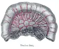 Lazo del intestino delgado que muestra la distribución de las  arterias intestinales