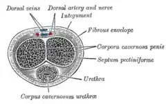 Sección transversal del pene. La arteria dorsal es visible arriba.