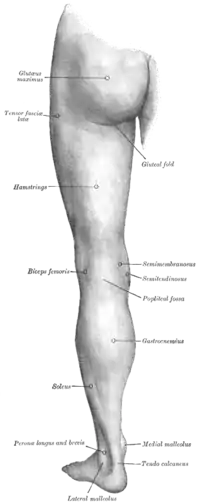 Visión posterior de la extremidad inferior izquierda.