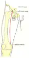 Vista frontal del muslo izquierdo, mostrando la silueta de los huesos, la arteria y nervio femoral.