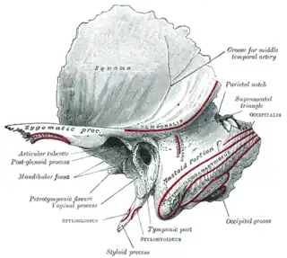 Hueso temporal izquierdo, superficie externa.