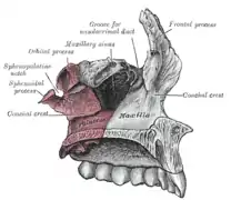 Vista medial (interna) del maxilar superior.