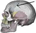 Vista lateral de la cabeza ósea. (La flecha apunta a la 'sutura coronal').