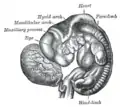 Embrión humano de treinta y un a treinta y cuatro días.