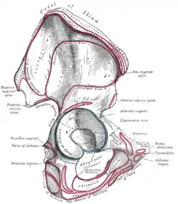 Hueso de la cadera derecha, superficie externa.