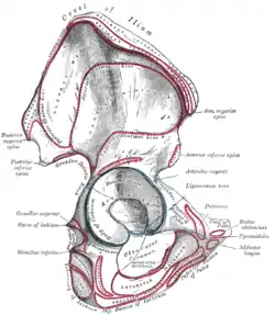 Cadera derecha. Cara externa.