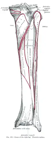 Huesos de la pierna derecha. Cara posterior.