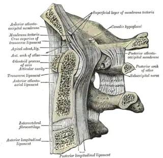 Sección sagital a través del hueso occipital y las tres primeras vértebras cervicales .