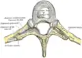 Articulación costo—transversa, vista desde arriba.