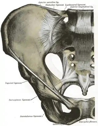 Articulaciones de la pelvis. Vista anterior.