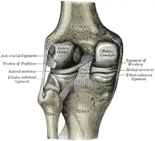 Articulación de la rodilla vista desde atrás, mostrando los ligamentos internos.