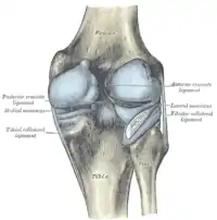 Cápsula articular de la rodilla derecha, visión posterior.