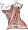 Visión lateral de los músculos del cuello.