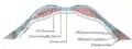 Diagrama de la sección transversa a través de la pared abdominal anterior, bajo la línea semicircular.