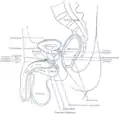 Sección sagital del pelvis, mostrando la colocación de las fascias, mostrándose el músculo transversal superficial del periné en la base del pene.