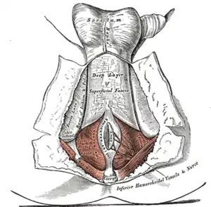 Periné. El integumento y la capa superficial de la fascia superficial (fascia de Camper o panículo adiposo del tejido subcutáneo del abdomen) han sido apartados.