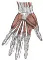 Músculos de la mano izquierda, superficie palmar.