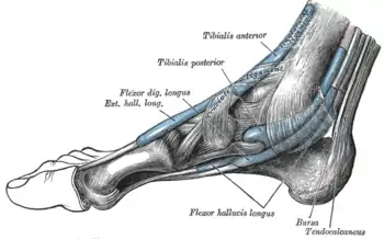 Las vainas mucosas de los tendones del tobillo. Cara medial.