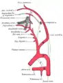 Diagrama mostrando los orígenes de las principales ramas de las arterias carótida común, carótida interna y carótida externa.