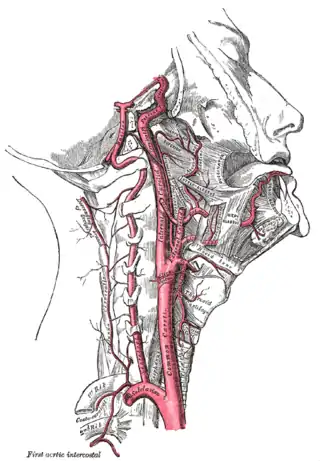 La carótida interna y las arterias vertebrales, lado derecho.