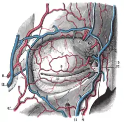 Vasos sanguíneos de los párpados, vista frontal.