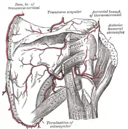 Escápula y arterias circundantes.