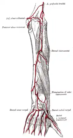 Arterias de la parte posterior de la mano y el antebrazo.