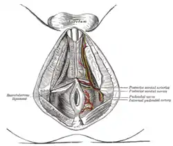 Las ramas superficiales de la arteria pudenda interna.