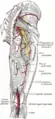 Arterias de las regiones glúteas y femoral posterior.