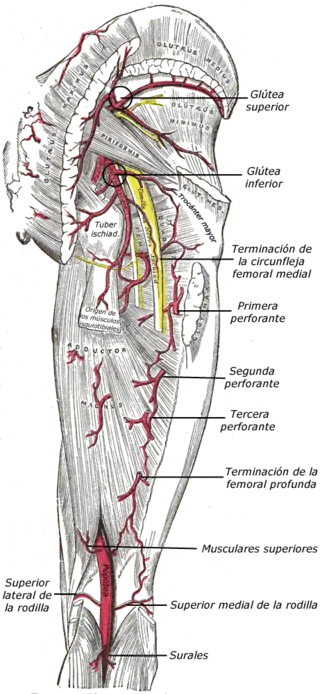 Arterias de las regiones glútea y femoral posterior.