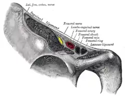 Estructuras que pasan la parte posterior del ligamento inguinal.