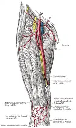 Arteria femoral y otras arterias derivadas.