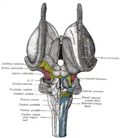 Disección del tallo cerebral. Vista dorsal.