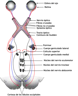 El sistema ocular incluye los ojos, las vías de conexión a través de la corteza visual y otras partes del cerebro. La ilustración muestra el sistema mamífero.