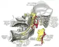 Rama mandibular del nervio trigémino, vista desde la línea media.