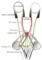 Figura que muestra el modo de inervación de los recti medialis y lateralis del ojo.