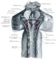 Parte superior de la médula espinal y cerebro posterior y medio; aspecto posterior, expuesto in situ.