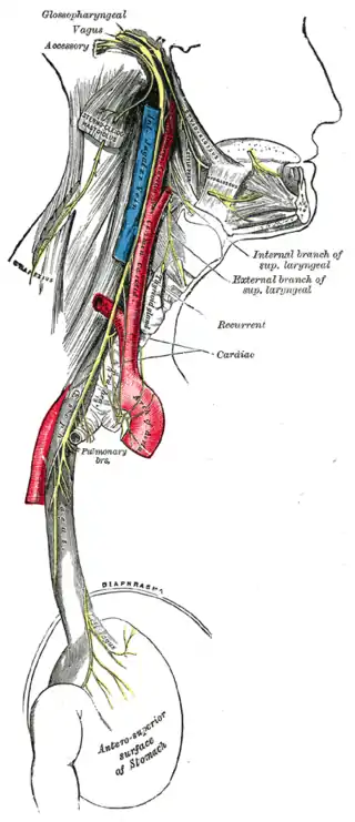 Curso y distribución de los nervios glosofaríngeo, vago y accesorio.