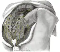 Distribución posterior de los nervios pelvicos.