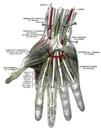 Nervios superficiales de la palma de la mano.