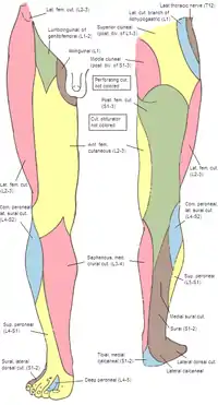 Nervios cutáneos del miembro inferior derecha. Vistas frontal y posterior.