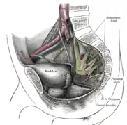 Diagrama de la pared lateral de la pelvis mostrando los plexos sacro y pudendo.