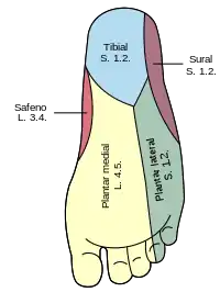 Diagrama de la distribución de segmentos de los nervios cutáneos de la planta del pie.